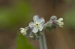 Wild comfrey